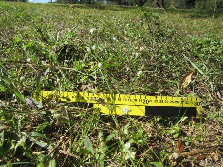 Click for 7 image(s) for this accession. HABITAT
